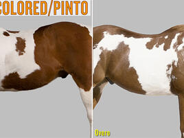 examples of tobiano and overo pinto horses