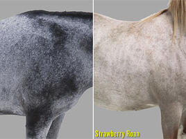 example of blue roan and strawberry roan horse colors