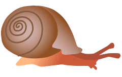 snail