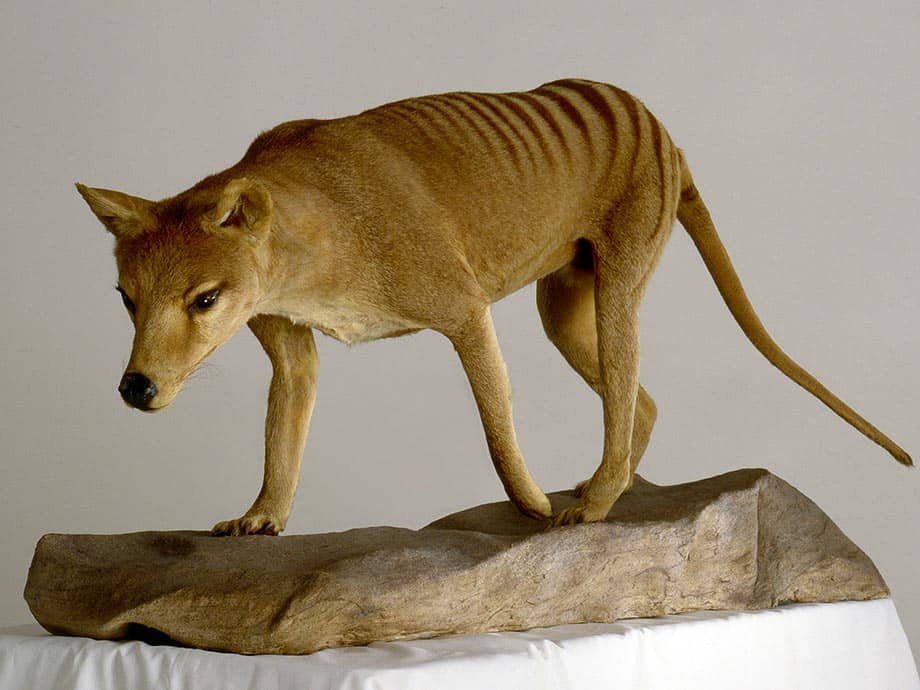 In Pictures Extreme Mammals Amnh