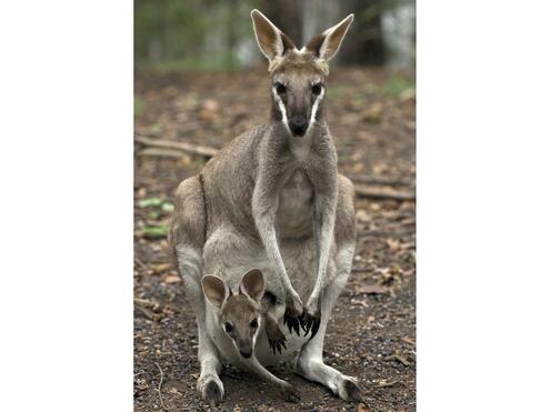 Mother and baby kangaroo