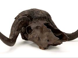 musk ox skull