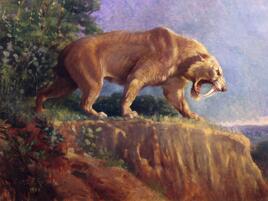 extinct saber-tooth cat (Smilodon)