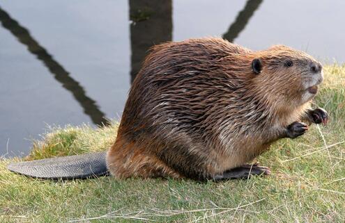 beaver