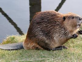 beaver