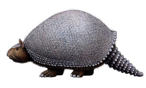 glyptodont