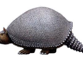 glyptodont