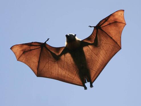 bat