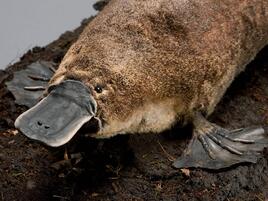 Platypus