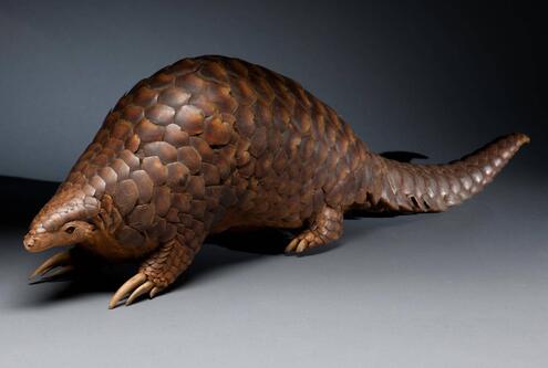 Pangolin