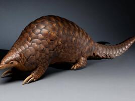 Pangolin