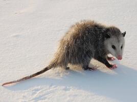 Opossum