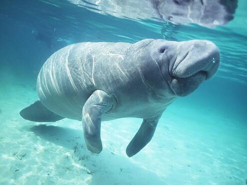 Dugong