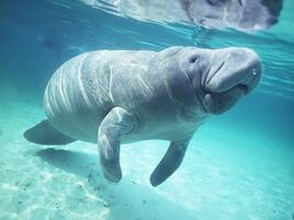 Dugong