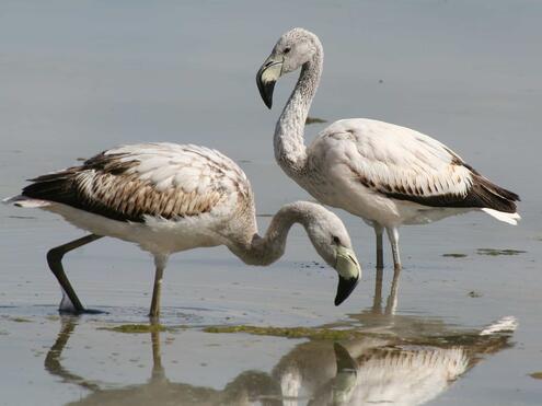 young flamingos without full color feathers