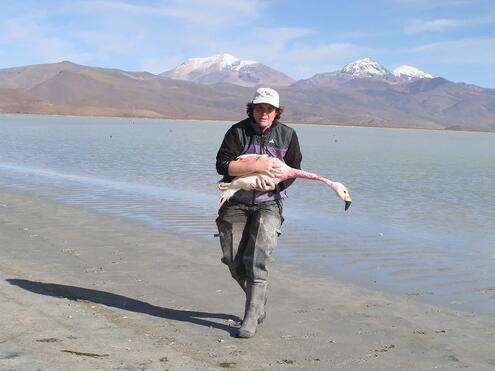 carrying a flamingo