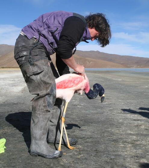 fitting flamingo with transmitter