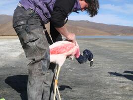 fitting flamingo with transmitter