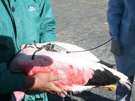 satellite transmitter on the flamingo