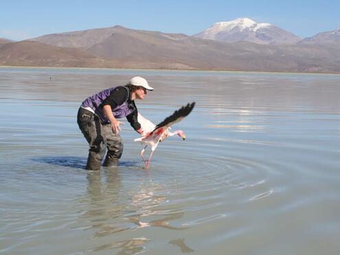 releasing flamingo