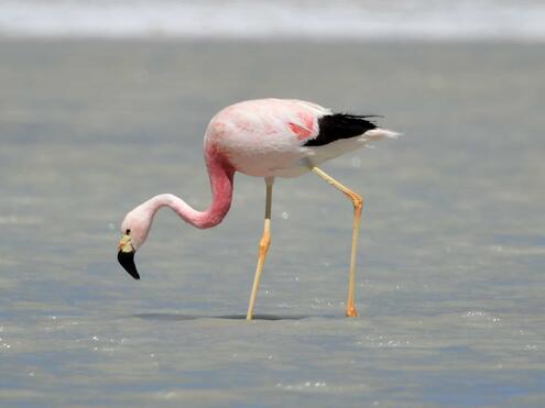 Andean Flamingo