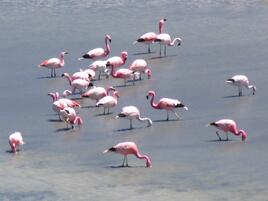 Andean flamingos foraging for food
