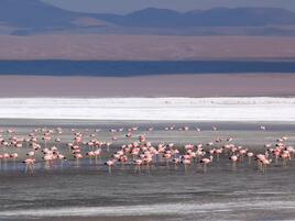 Flamingos in the shallow, salty lakes of the Andean Altiplano