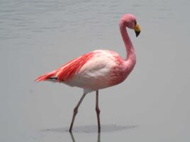 James' flamingo