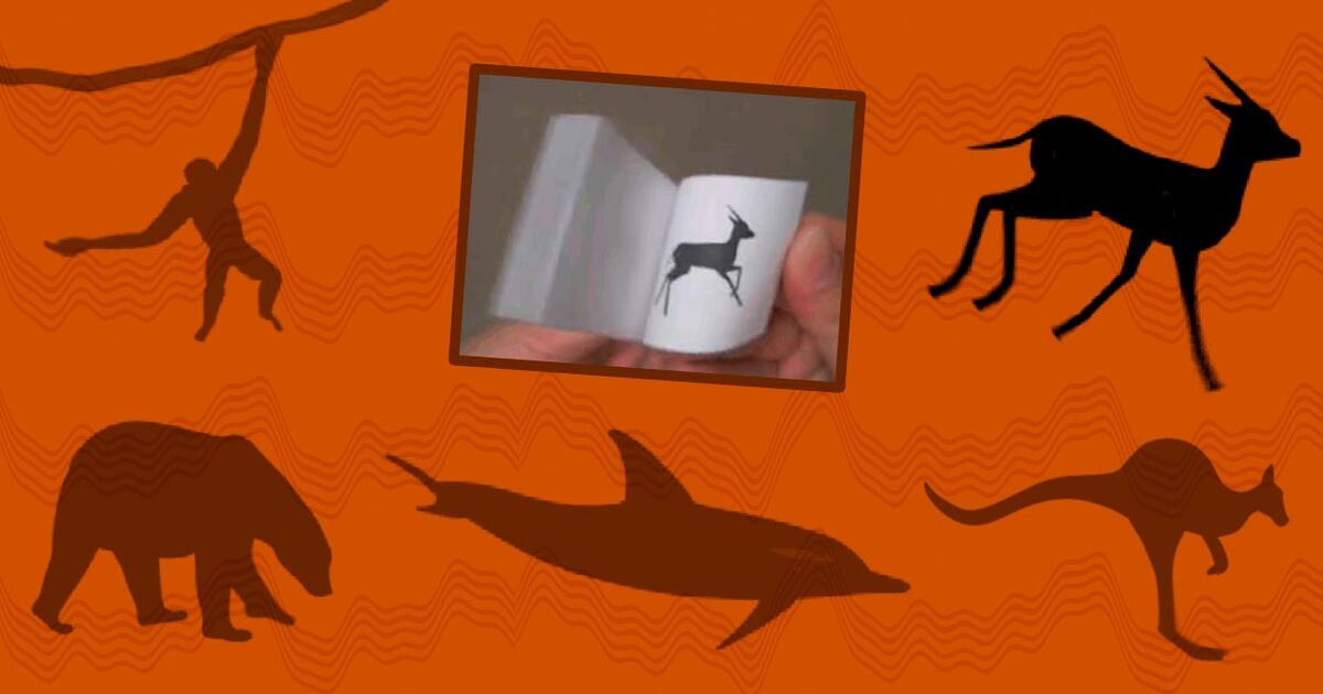 Mammal Flip Books Amnh