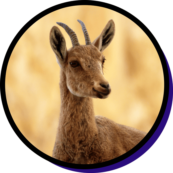 close-up of a gazelle