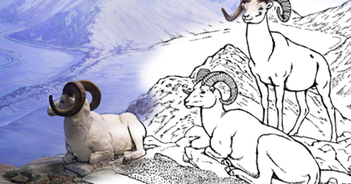 North American Mammals Coloring Book Amnh