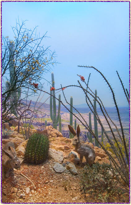 Black-tailed and Antelope Jackrabbits AMNH diorama