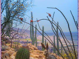 Black-tailed and Antelope Jackrabbits AMNH diorama