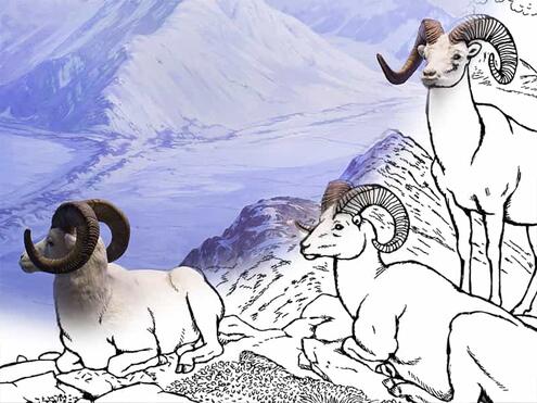  Three large horned sheep on a snowy mountain. Half the image is a color photograph and the other half is a line drawing.