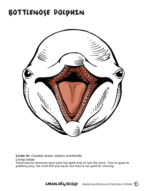 Super Teeth | AMNH