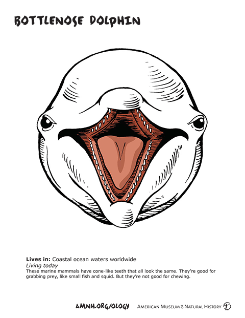 Mammal Teeth Coloring Book thumbnail