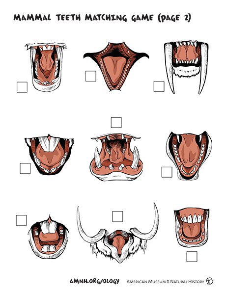 Mammal Teeth Matching Game thumbnail