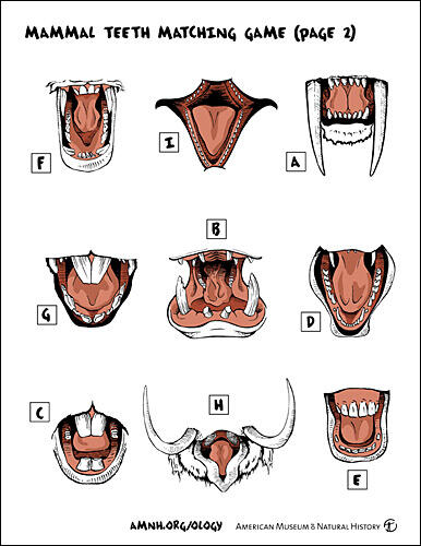 mammal teeth matching game answer key