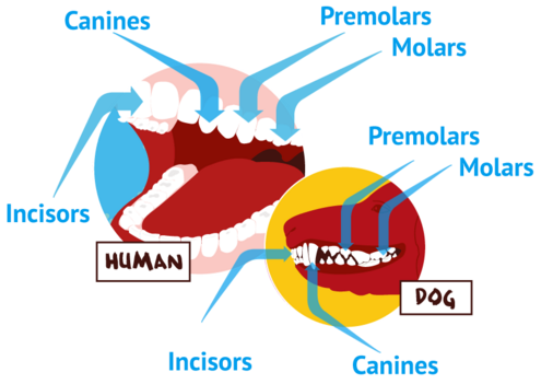 Diagram of human and dog teeth