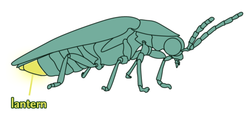 detailed illustration of firefly from side view with lantern body part glowing