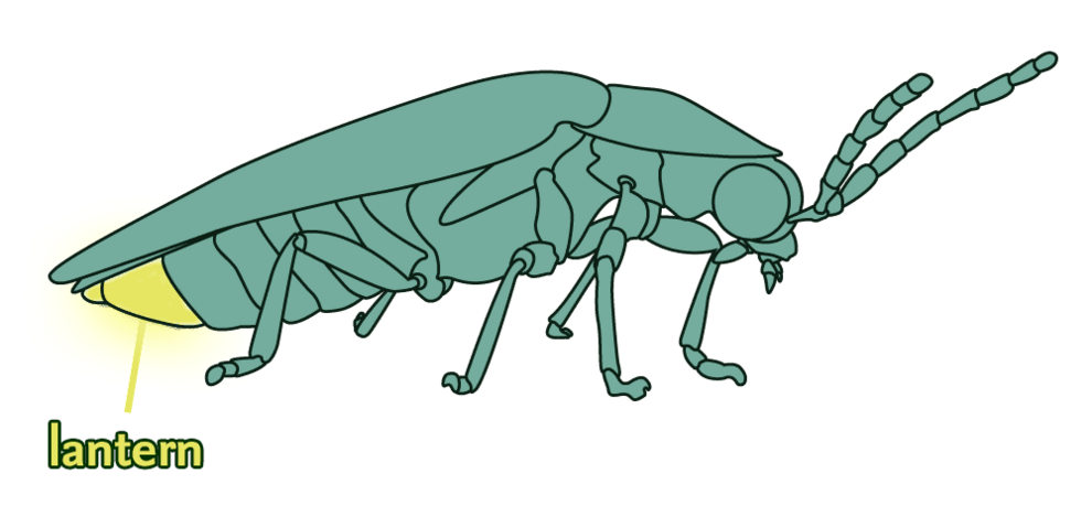 Firefly Talking Talking to Fireflies | AMNH