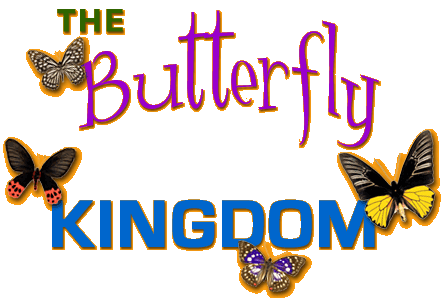 Stylized text reading "The Butterfly Kingdom" with four illustrated butterflies of different colors and patterns surrounding the text.