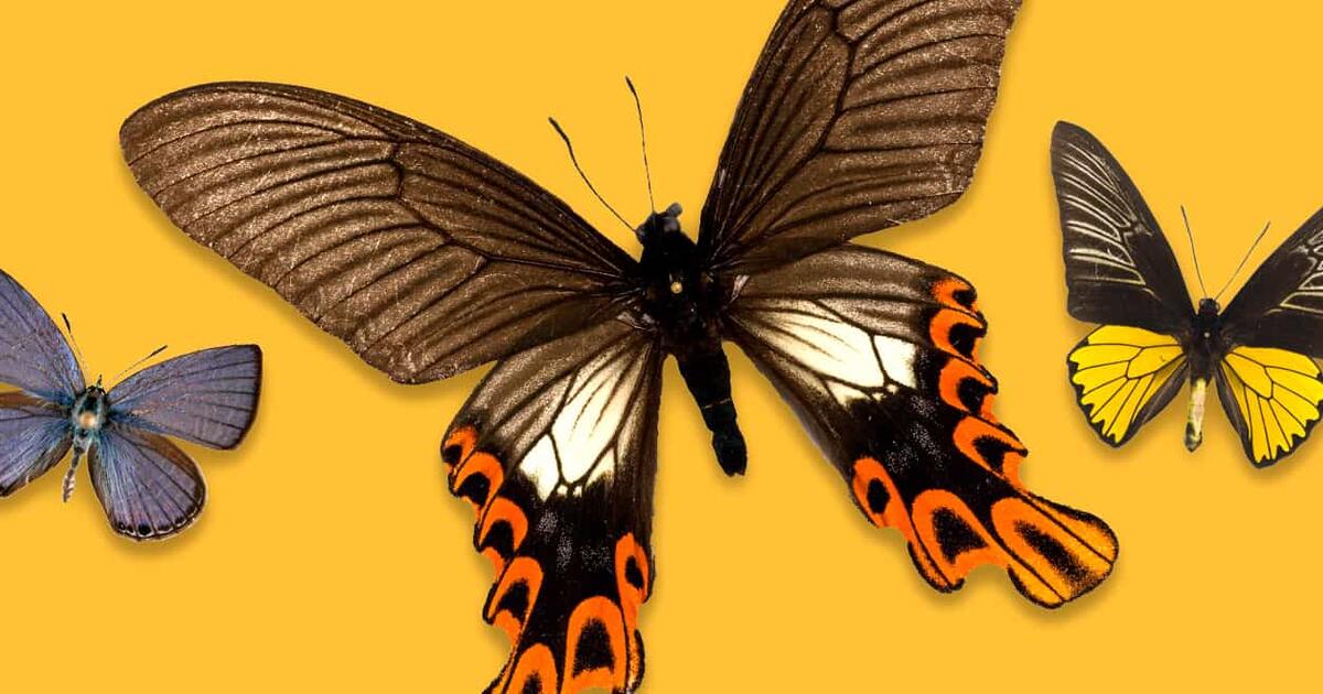 The Butterfly Kingdom AMNH