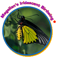 Butterflies Formosa:Showcasing the History of Taiwan's