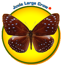 The Juvia Large Crow butterfly above a bright circle.