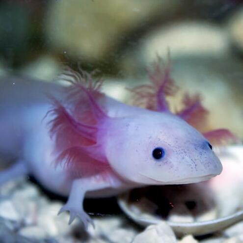 pale purple underwater creature with 4 legs and a magenta frill around neck