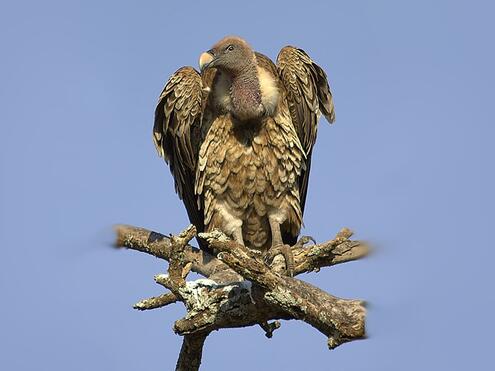 brown and white vulture sitting on tree branch against blue sky