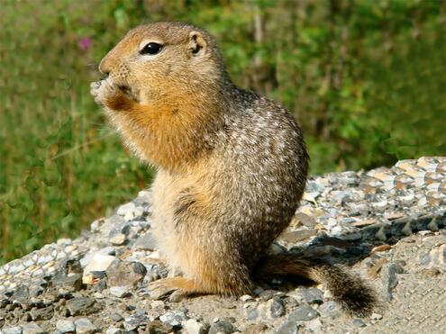 Arctic ground squirrel holding food and nibbling