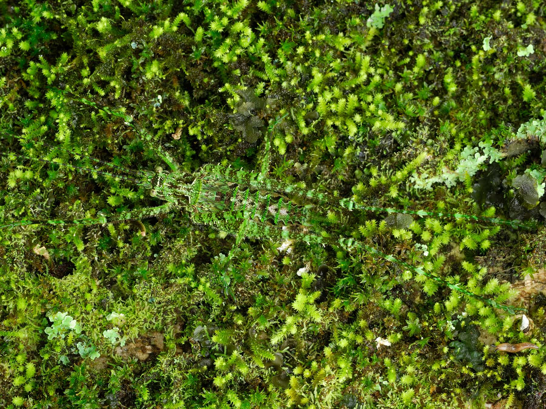 green mossy area