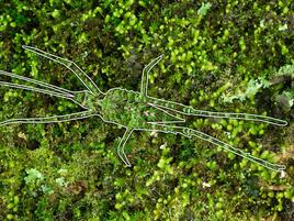 This is an insect hiding among moss and lichen!